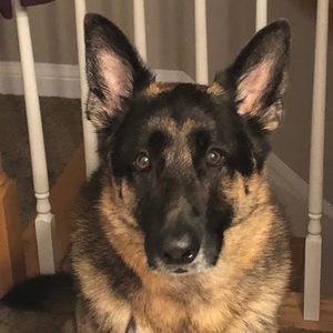 Meet your Posher, Ella